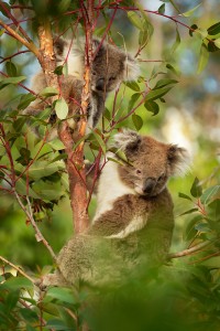 Koala - Phascolarctos cinereus o3326.jpg