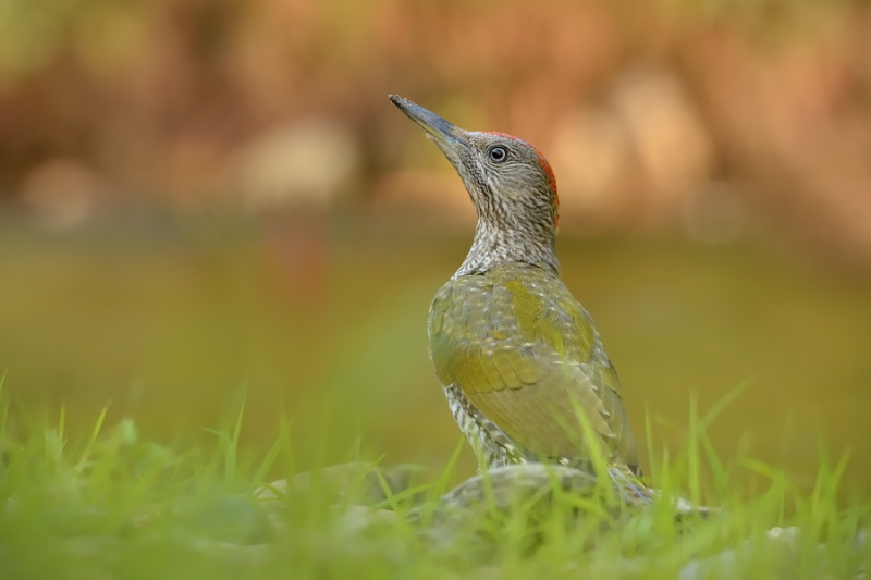 3.místo - srpen 2015