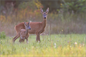 2.místo - srpen 2015