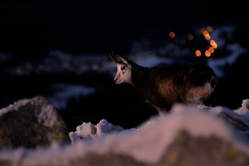 3.místo - listopad 2020