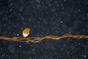 3. místo - únor 2026