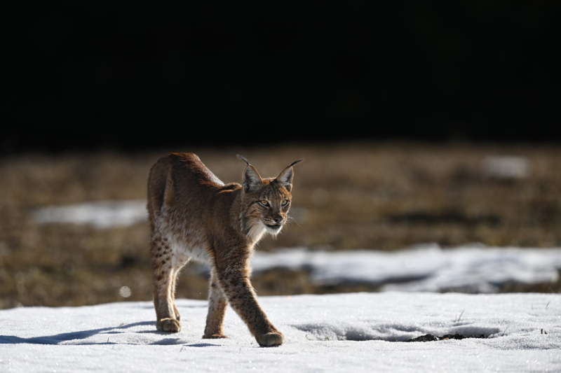 3. místo - březen 2026