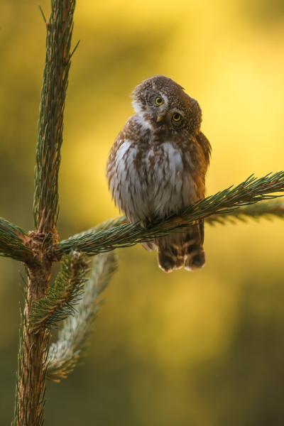 1. místo - březen 2026