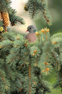 nikon D300, AFS 300/2.8, f4,1/800, iso 800