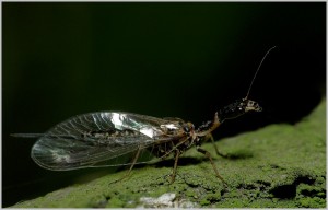 Dlouhošíjka znamenaná.jpg