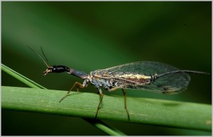 Dlouhošíjka žlutonohá (2).jpg