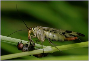 Srpice s úlovkem.jpg