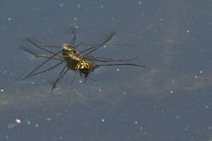 Stará pojd', zajezdíme si na berušce...