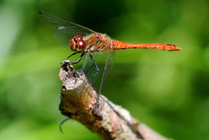 Vážka rudá - Sympetrum sanguineum.jpg