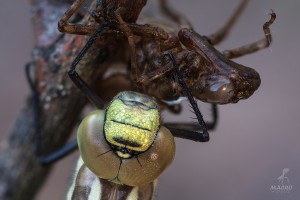 2013-06-24-22.01.49 ZS retouched.1a.jpg