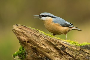 krmítko Blanice 20141024.JPG