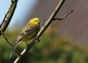 Strnad obecny 7227.jpg