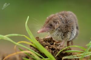 Belozubka seda - Crocidura suaveolens - Lesser Shrew 3574.jpg