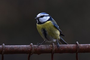 sýkorka DSC_5889.jpg