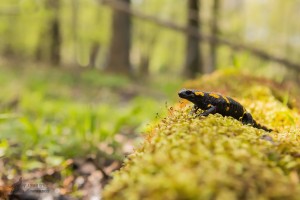 Mlok skvrnitý (1 of 1).jpg