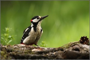 150529cvř 192ew.JPG