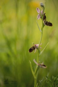 toric vcelonosny.jpg