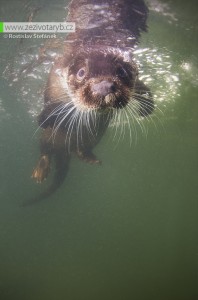 vydra říční.jpg