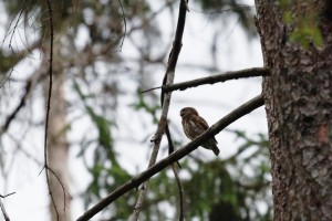 Kulíšek nejmenší.jpg