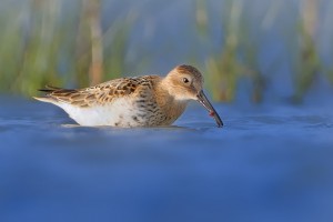 Jespak obecny 1106a.jpg