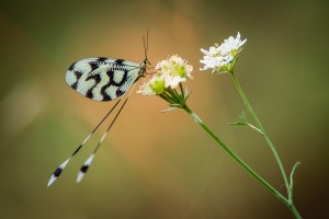 stuholetka jizni 01.jpg