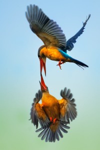 Lednacek gurial - Pelargopsis capensis - Stork-billed Kingfisher 9915.jpg