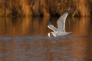 20221230-DSC_6917-Resize- wildf.jpg