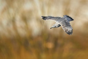 20221230-DSC_7308- wildf 1.jpg