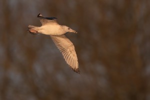 20221230-DSC_6808-Resize- wildf.jpg