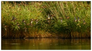 IMG_2207.JPG čírka obecná hejnko v letu.JPG