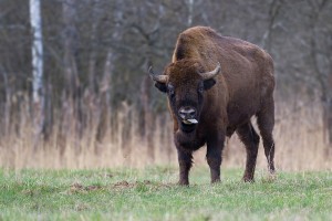 Zubr evropský 20240329-DSC_0600-NEF.jpg