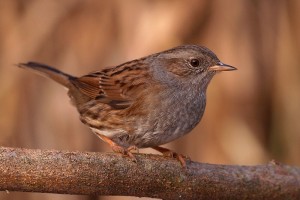 Oly E 300 + ZD 70-300