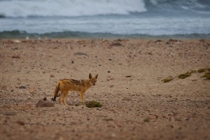 Sakal cabrakovy - Canis mesomelas - Black-backed Jackal o3817.jpg