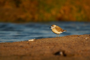 Kulik promenlivy - Anarhynchus marginatus - White-fronted Plover o5037.jpg