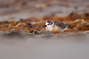 Kulik promenlivy - Anarhynchus marginatus - White-fronted Plover oo2446.jpg