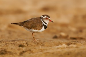 Kulik tripasy - Thinornis tricollaris - Three-banded Plover o5561.jpg