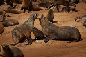 Lachtan jihoafricky - Arctocephalus pusillus pusillus - Cape or Brown Fur Seal o4334.jpg