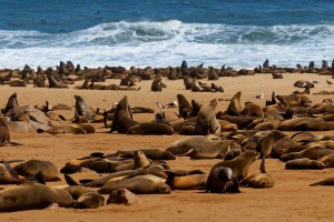 Lachtan jihoafricky - Arctocephalus pusillus pusillus - Cape or Brown Fur Seal o4235.jpg
