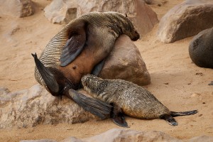 Lachtan jihoafricky - Arctocephalus pusillus pusillus - Cape or Brown Fur Seal o4748.jpg