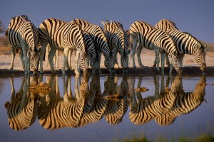 Zebra stepni - Equus quagga - Plains Zebra oo1632.jpg