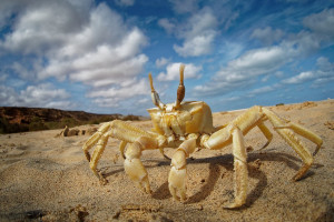 Krab - Ocypode cursor o0674.jpg