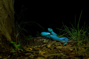 Chrestysovec - Trimeresurus insularis - White-lipped Island Pitviper o3006.jpg