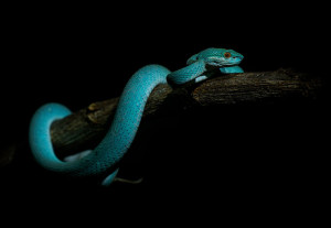 Chrestysovec - Trimeresurus insularis - White-lipped Island Pitviper o7301.jpg