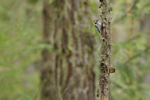 Z stk malý 2026-3.jpg