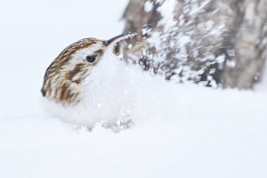 Z šoupal 2026-5.jpg