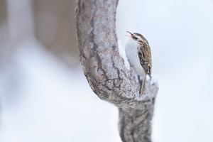 Z šoupal 2026-6.jpg