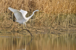 Z volavka bílá 2026-3.jpg