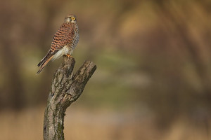 Z poštolka 2026-4.jpg