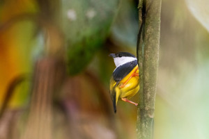 Pipulka bělolímcová (03).jpg