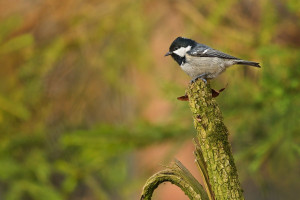 Z uhelníček 2026-1.jpg